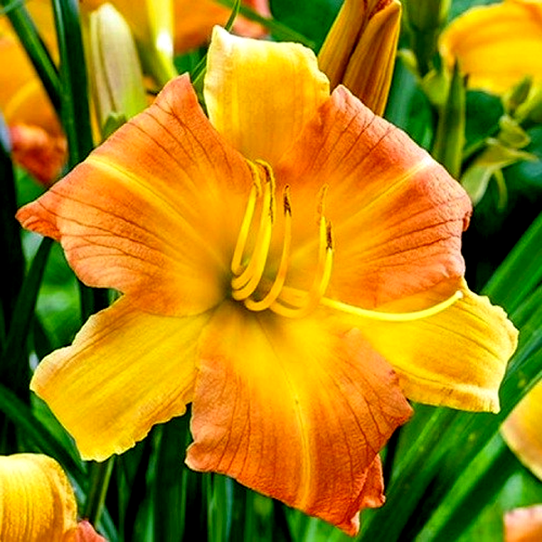 EveryDaylily Punch Yellow