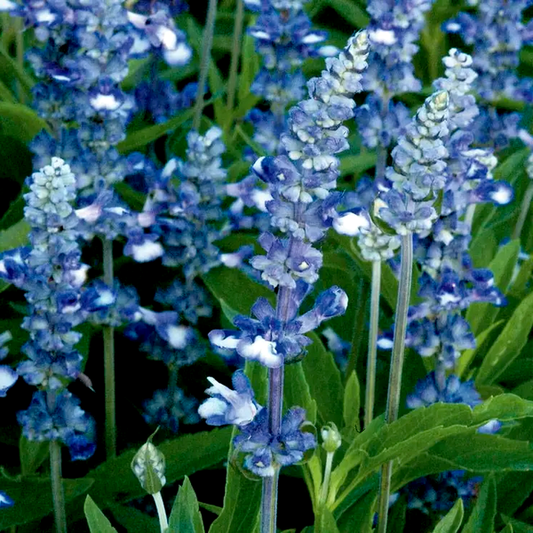 Fairy Queen Salvia Seeds