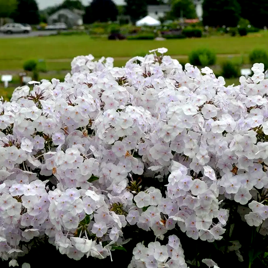 Fashionably Early Crystal'