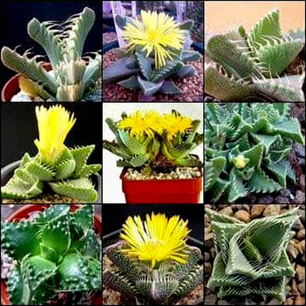 Faucaria Mixed Species