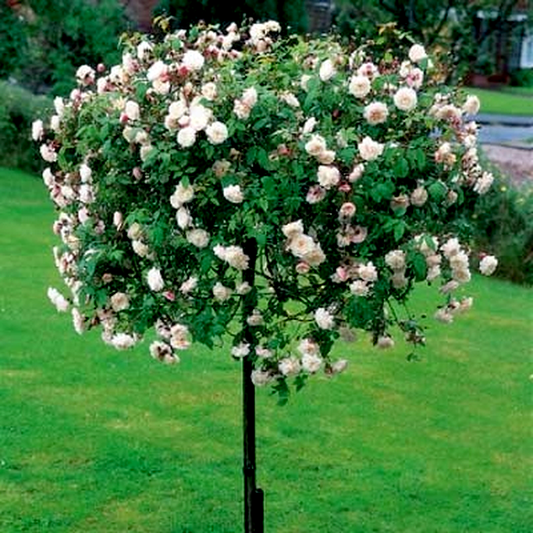 Félicité-Perpétue