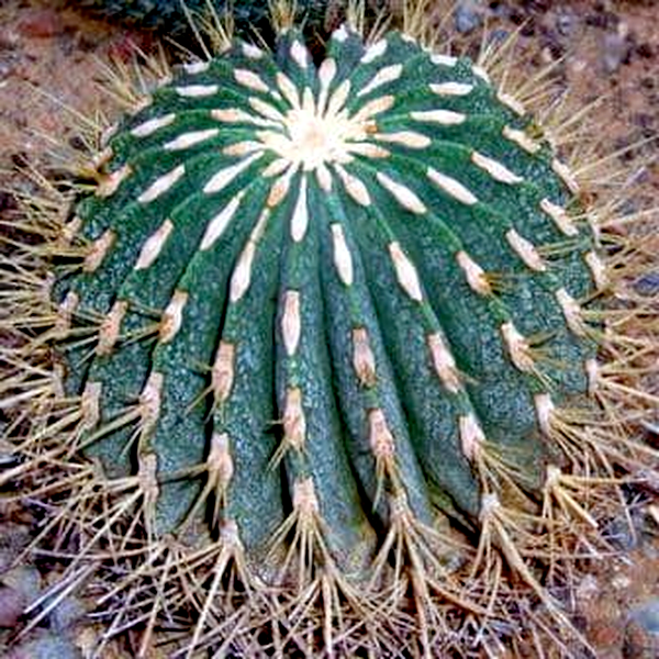 Ferocactus histrix