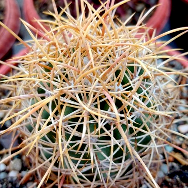 Ferocactus johnstonianus