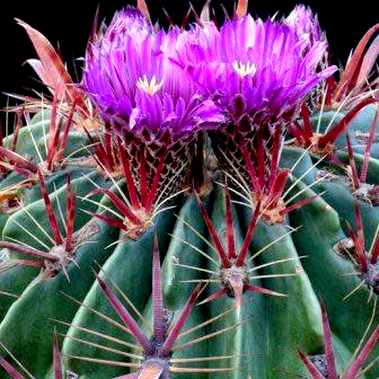 Ferocactus latispinus