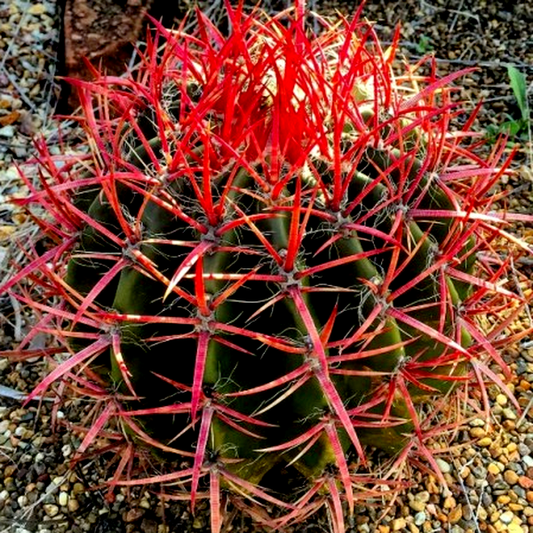 Ferocactus pringlei