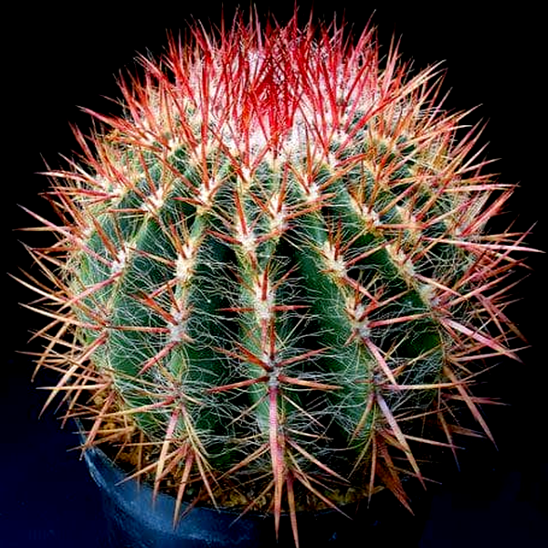 Ferocactus stainessii var. pilosus