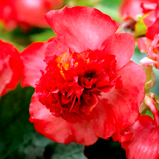 Fiona™ Red Begonia Seeds