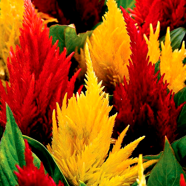 First Flame™ Mix Celosia Seeds