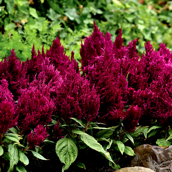 First Flame™ Purple Celosia Seeds