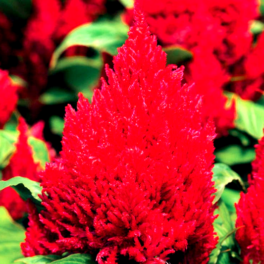 First Flame™ Red Celosia Seeds