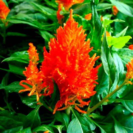 Flamma Orange Celosia Seeds