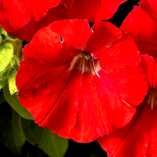 FlashForward™ Pink Petunia Seeds