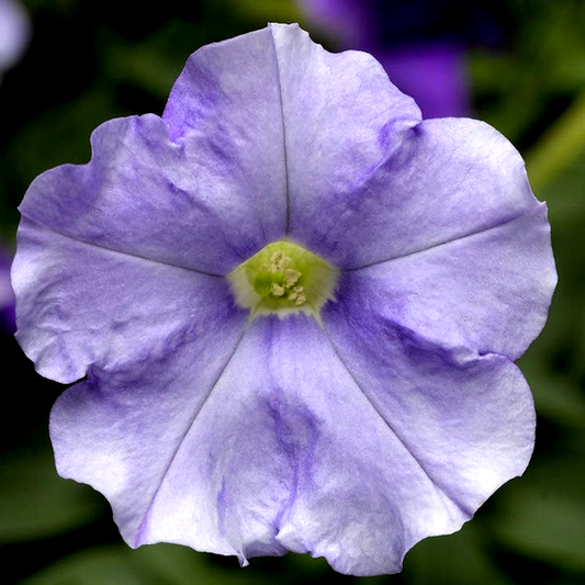 FlashForward™ Sky Blue Petunia Seeds