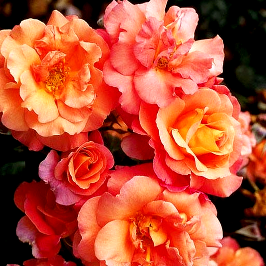 Freisinger Morgenrote