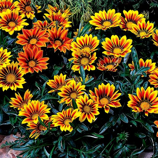 Frosty Kiss™ Flame Mix Gazania Seeds