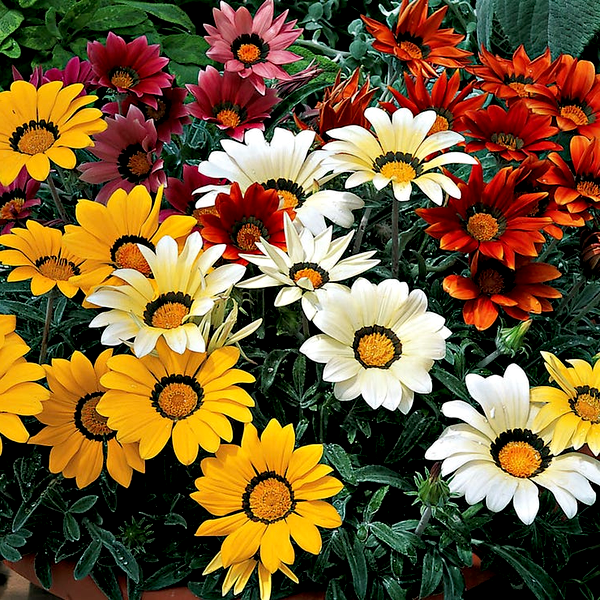 Frosty Kiss™ Mix Gazania Seeds