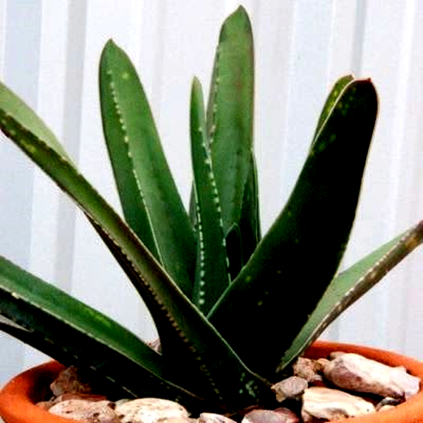 Gasteria croucheri Seeds
