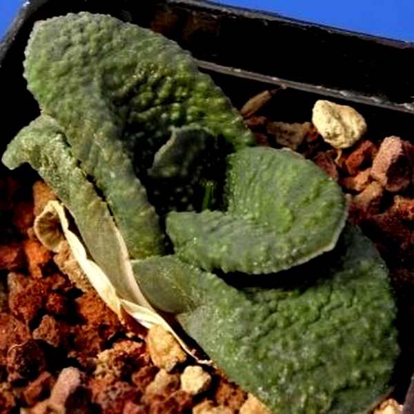 Gasteria nitida var. armstrongii