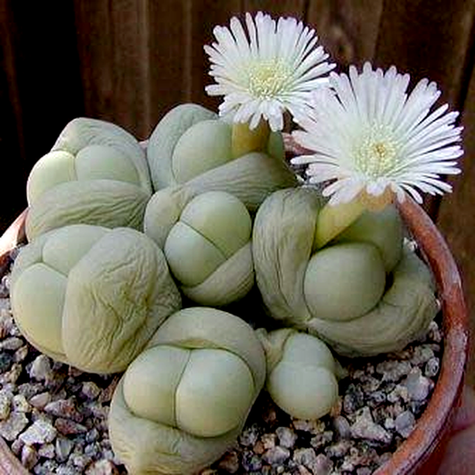Gibbaeum heathii