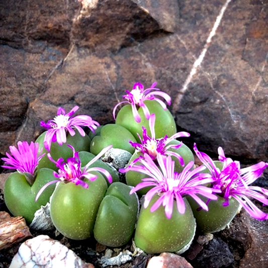 Gibbaeum nuciforme