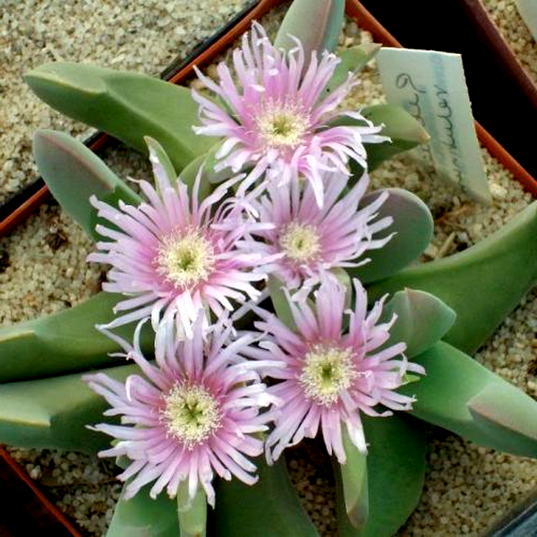 Gibbaeum velutinum Pink