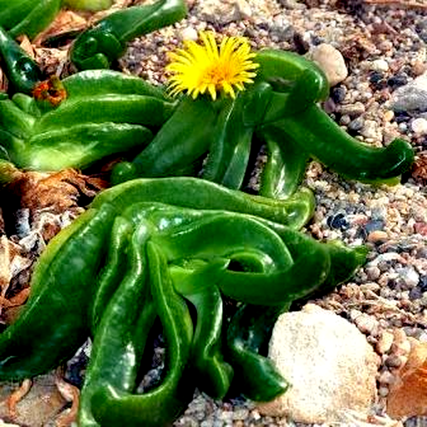 Glottiphyllum depressum