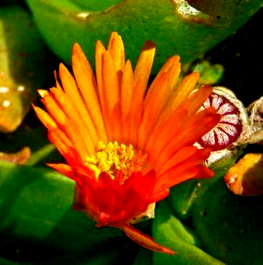 Glottiphyllum linguiforme