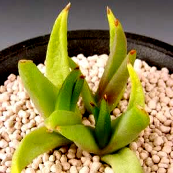 Glottiphyllum parvifolium