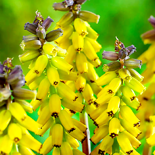 Golden Fragrance