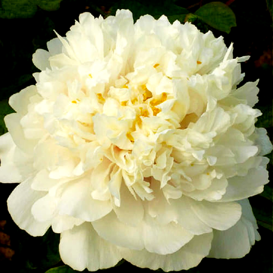 Golden and Precious Fragrance