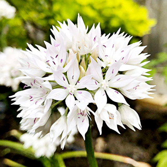 Graceful Beauty