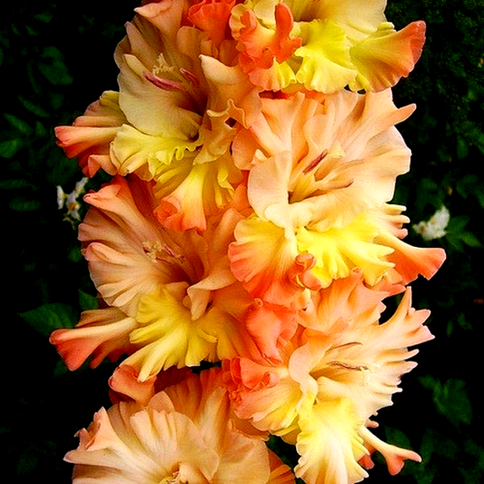 Great Queen Elizabeth