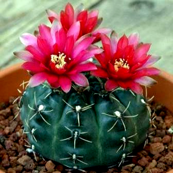 Gymnocalycium baldianum