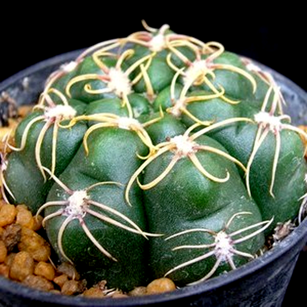 Gymnocalycium denudatum