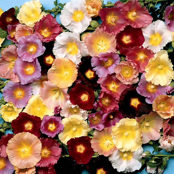 Happy Lights Hollyhock Mix Seeds