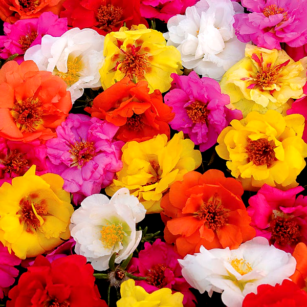 Happy Trails™ Mix Portulaca Seeds