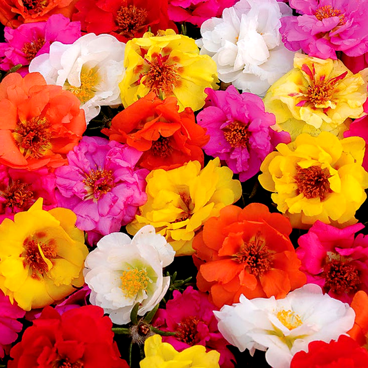 Happy Trails™ Mix Portulaca Seeds