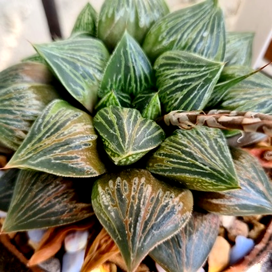 Haworthia M.H Hybrid