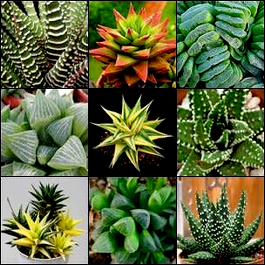 Haworthia Mixed Species & Hybrids