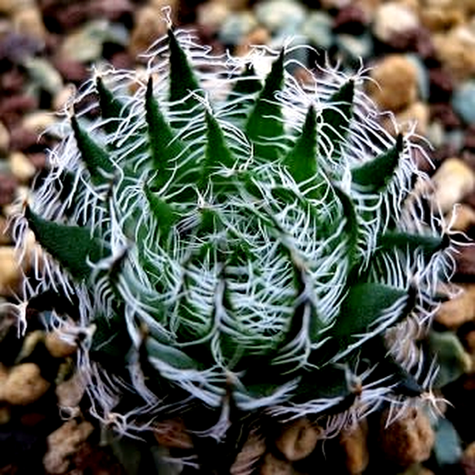 Haworthia arachnoidea var. setata