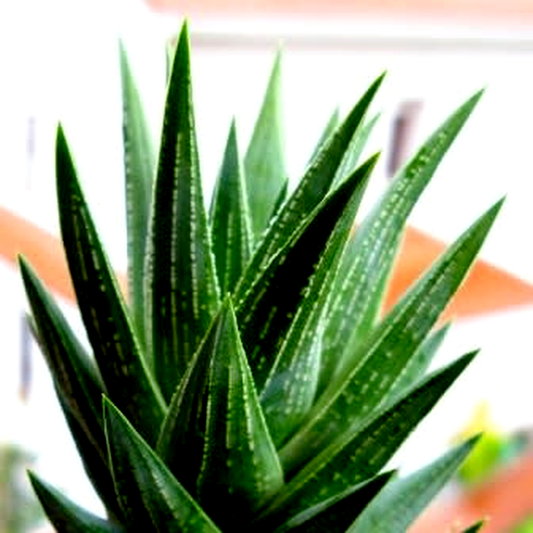 Haworthia glauca var. herrei