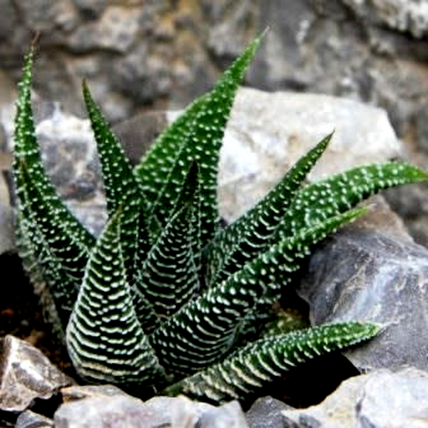Haworthia minima