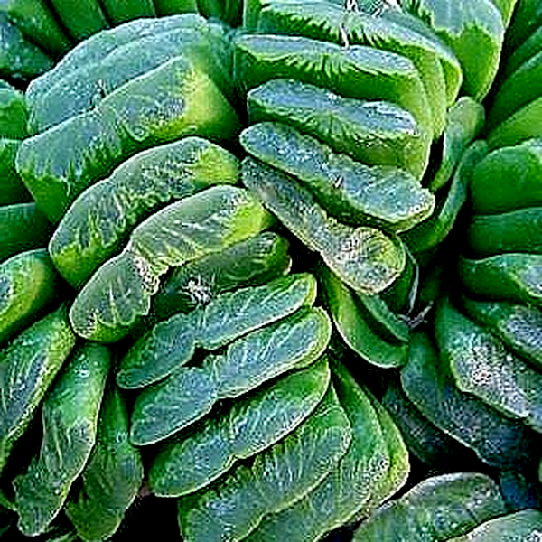 Haworthia truncata