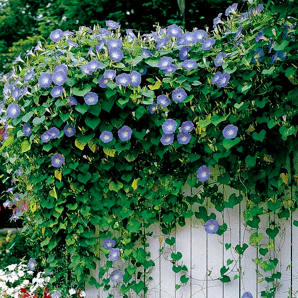 Heavenly Blue' Morning Glory Vine Seeds