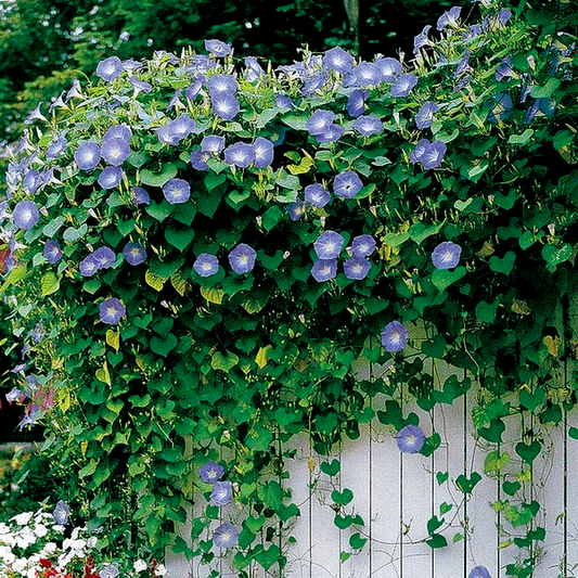 Heavenly Blue' Morning Glory Vine Seeds