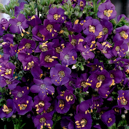 Heavenly Habit' Polemonium Seeds
