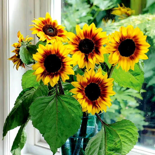 Helios Flame' Hybrid Sunflower Seeds