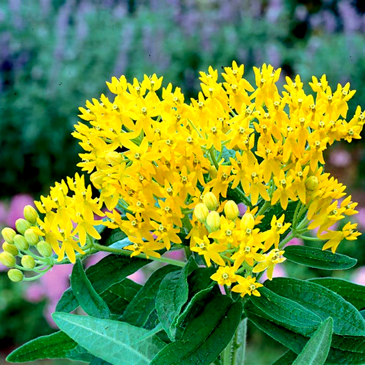 Hello Yellow' Butterfly Flower Seeds