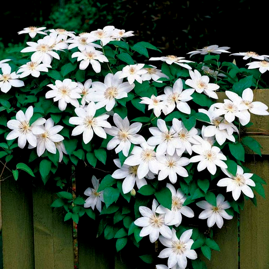 Henryi Clematis