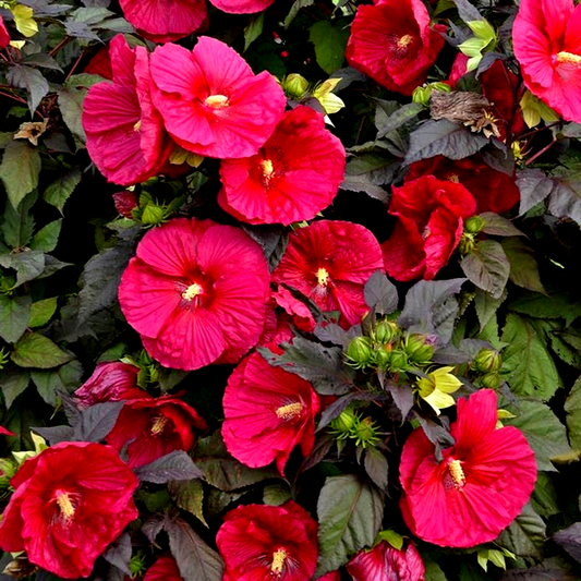 Hibiscus 'Mars Madness' Rose Mallow